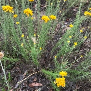 Chrysocephalum semipapposum at Bungendore, NSW - 2 Jan 2017