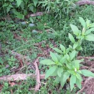 Phytolacca octandra at Brogo, NSW - 5 Feb 2016