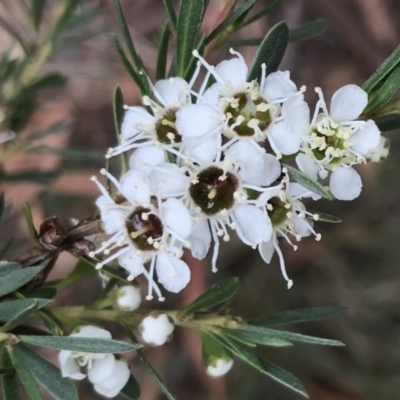 Kunzea ericoides (Burgan) at Bungendore, NSW - 2 Jan 2017 by yellowboxwoodland