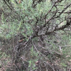 Kunzea ericoides at Bungendore, NSW - 2 Jan 2017