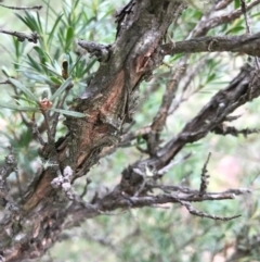 Kunzea ericoides at Bungendore, NSW - 2 Jan 2017