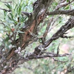 Kunzea ericoides at Bungendore, NSW - 2 Jan 2017