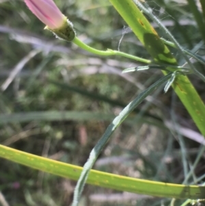 Convolvulus angustissimus subsp. angustissimus at Bungendore, NSW - 2 Jan 2017 12:02 PM