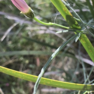 Convolvulus angustissimus subsp. angustissimus (Australian Bindweed) at Bungendore, NSW - 2 Jan 2017 by yellowboxwoodland