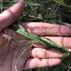 Convolvulus angustissimus subsp. angustissimus at Bungendore, NSW - 2 Jan 2017 12:02 PM