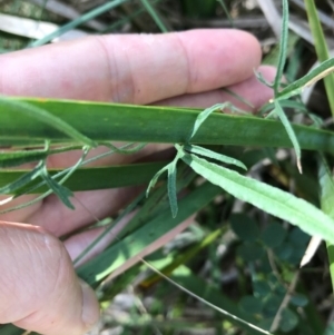 Convolvulus angustissimus subsp. angustissimus at Bungendore, NSW - 2 Jan 2017 12:02 PM