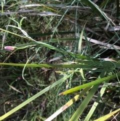 Convolvulus angustissimus subsp. angustissimus at Bungendore, NSW - 2 Jan 2017 12:02 PM