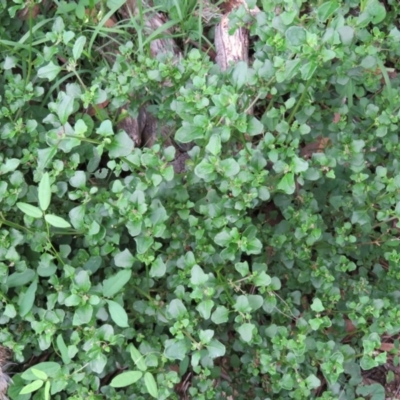 Einadia hastata (Berry Saltbush) at Brogo, NSW - 4 Feb 2016 by CCPK