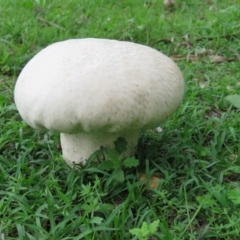 Calvatia sp. (a puffball ) at Brogo, NSW - 5 Feb 2016 by CCPK