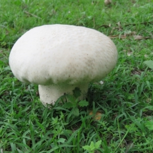 Calvatia sp. at Brogo, NSW - 5 Feb 2016 08:34 AM