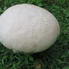 Calvatia sp. at Brogo, NSW - 5 Feb 2016 08:34 AM