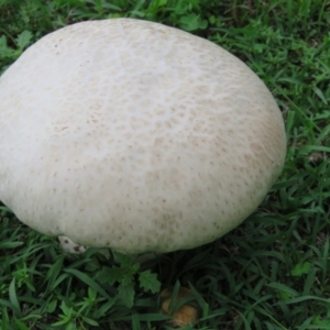 Lycoperdon sp. at Brogo, NSW - 5 Feb 2016