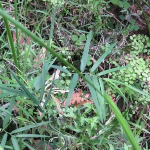 Geitonoplesium cymosum at Brogo, NSW - 5 Feb 2016 08:57 AM