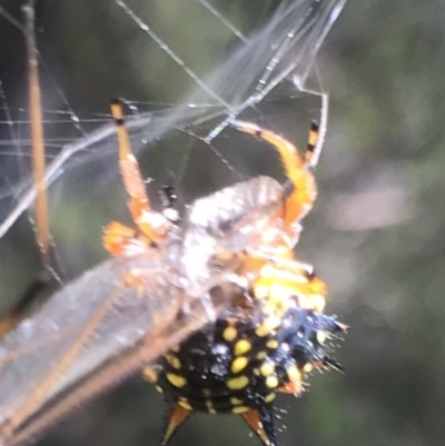 Austracantha minax (Christmas Spider, Jewel Spider) at Bungendore, NSW - 3 Jan 2017 by yellowboxwoodland