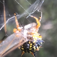 Austracantha minax (Christmas Spider, Jewel Spider) at Bungendore, NSW - 3 Jan 2017 by yellowboxwoodland