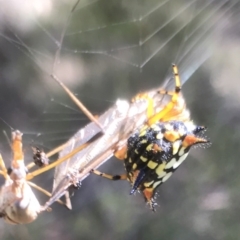 Austracantha minax at Bungendore, NSW - 3 Jan 2017 03:37 PM