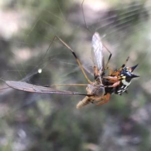 Austracantha minax at Bungendore, NSW - 3 Jan 2017 03:37 PM