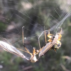 Austracantha minax at Bungendore, NSW - 3 Jan 2017 03:37 PM