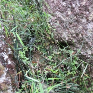 Geitonoplesium cymosum at Brogo, NSW - 5 Feb 2016 08:57 AM