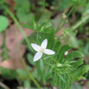 Centaurium sp. at Brogo, NSW - 5 Feb 2016