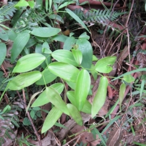 Eustrephus latifolius at Brogo, NSW - 5 Feb 2016