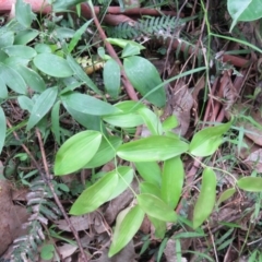Eustrephus latifolius at Brogo, NSW - 5 Feb 2016 09:04 AM