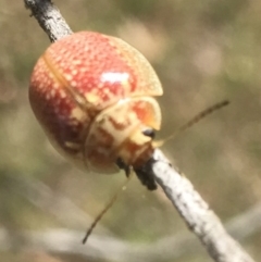 Paropsisterna decolorata (A Eucalyptus leaf beetle) at QPRC LGA - 3 Jan 2017 by yellowboxwoodland