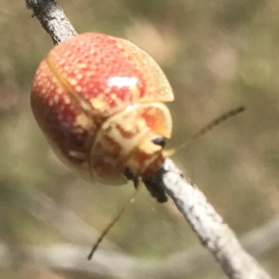 Paropsisterna decolorata (A Eucalyptus leaf beetle) at QPRC LGA - 3 Jan 2017 by yellowboxwoodland