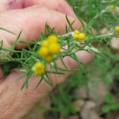 Chrysocephalum semipapposum (Clustered Everlasting) at Brogo, NSW - 5 Feb 2016 by CCPK