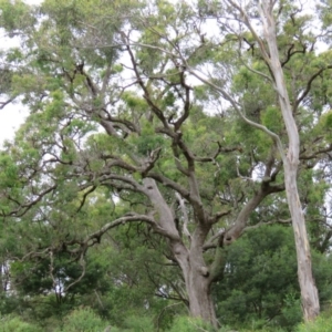 Angophora floribunda at Brogo, NSW - 5 Feb 2016