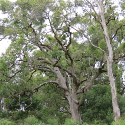 Angophora floribunda (Apple, Rough-barked Apple) at Brogo, NSW - 5 Feb 2016 by CCPK