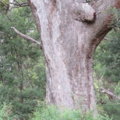 Angophora floribunda at Brogo, NSW - 5 Feb 2016 09:22 AM