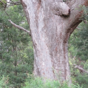 Angophora floribunda at Brogo, NSW - 5 Feb 2016 09:22 AM