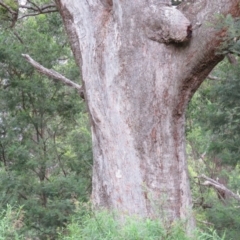 Angophora floribunda at Brogo, NSW - 5 Feb 2016