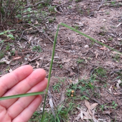 Unidentified at Brogo, NSW - 4 Feb 2016 by CCPK