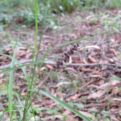 Cenchrus caliculatus (Hillside Burr Grass) at Brogo, NSW - 4 Feb 2016 by CCPK