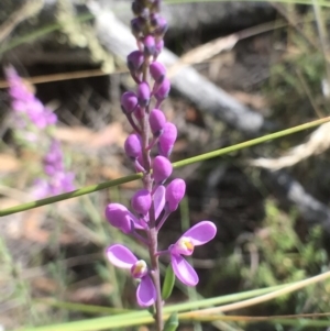 Comesperma ericinum at Bungendore, NSW - 3 Jan 2017 03:53 PM