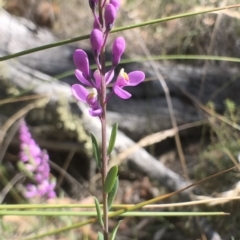 Comesperma ericinum at Bungendore, NSW - 3 Jan 2017 03:53 PM