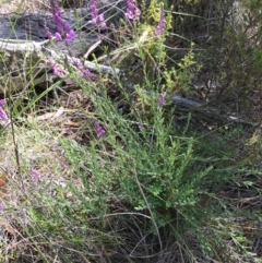 Comesperma ericinum at Bungendore, NSW - 3 Jan 2017 03:53 PM