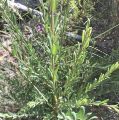 Comesperma ericinum at Bungendore, NSW - 3 Jan 2017 03:53 PM