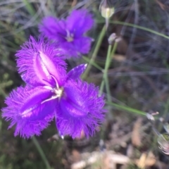 Thysanotus tuberosus subsp. tuberosus (Common Fringe-lily) at Bungendore, NSW - 3 Jan 2017 by yellowboxwoodland