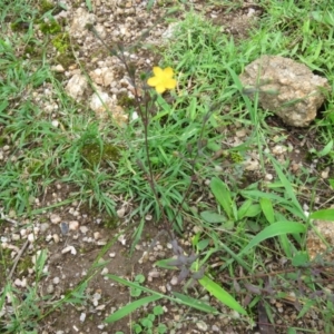 Hypericum gramineum at Brogo, NSW - 5 Feb 2016 09:44 AM