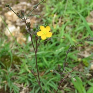 Hypericum gramineum at Brogo, NSW - 5 Feb 2016 09:44 AM