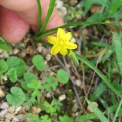 Hypoxis hygrometrica var. hygrometrica (Golden Weather-grass) at Brogo, NSW - 4 Feb 2016 by CCPK