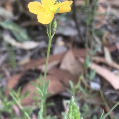 Hypericum gramineum (Small St Johns Wort) at Bungendore, NSW - 3 Jan 2017 by yellowboxwoodland