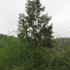 Acacia implexa (Hickory Wattle, Lightwood) at Brogo, NSW - 4 Feb 2016 by CCPK