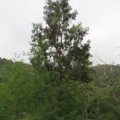 Acacia implexa (Hickory Wattle, Lightwood) at Brogo, NSW - 5 Feb 2016 by CCPK