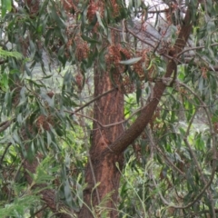 Acacia implexa at Brogo, NSW - 5 Feb 2016