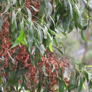 Acacia implexa at Brogo, NSW - 5 Feb 2016