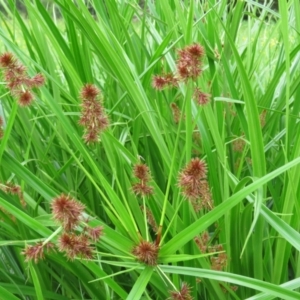 Cyperus lucidus at Brogo, NSW - 5 Feb 2016